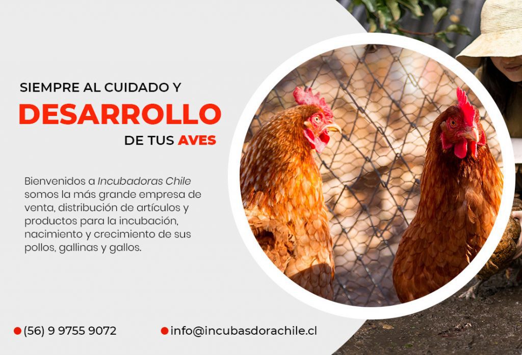 Incubadoras Chile