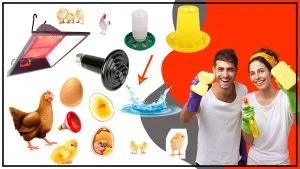 Calefaccion avicola Como hacer un mantenimiento preventivo efectivo 300x169 - Calefacción avícola: Cómo hacer un mantenimiento preventivo efectivo
