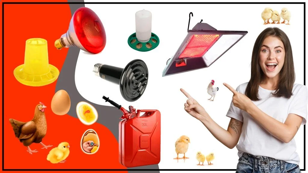 Calefaccion avicola Los pros y contras de los sistemas electricos y de gas 1024x576 - Calefacción avícola: Los pros y contras de los sistemas eléctricos y de gas