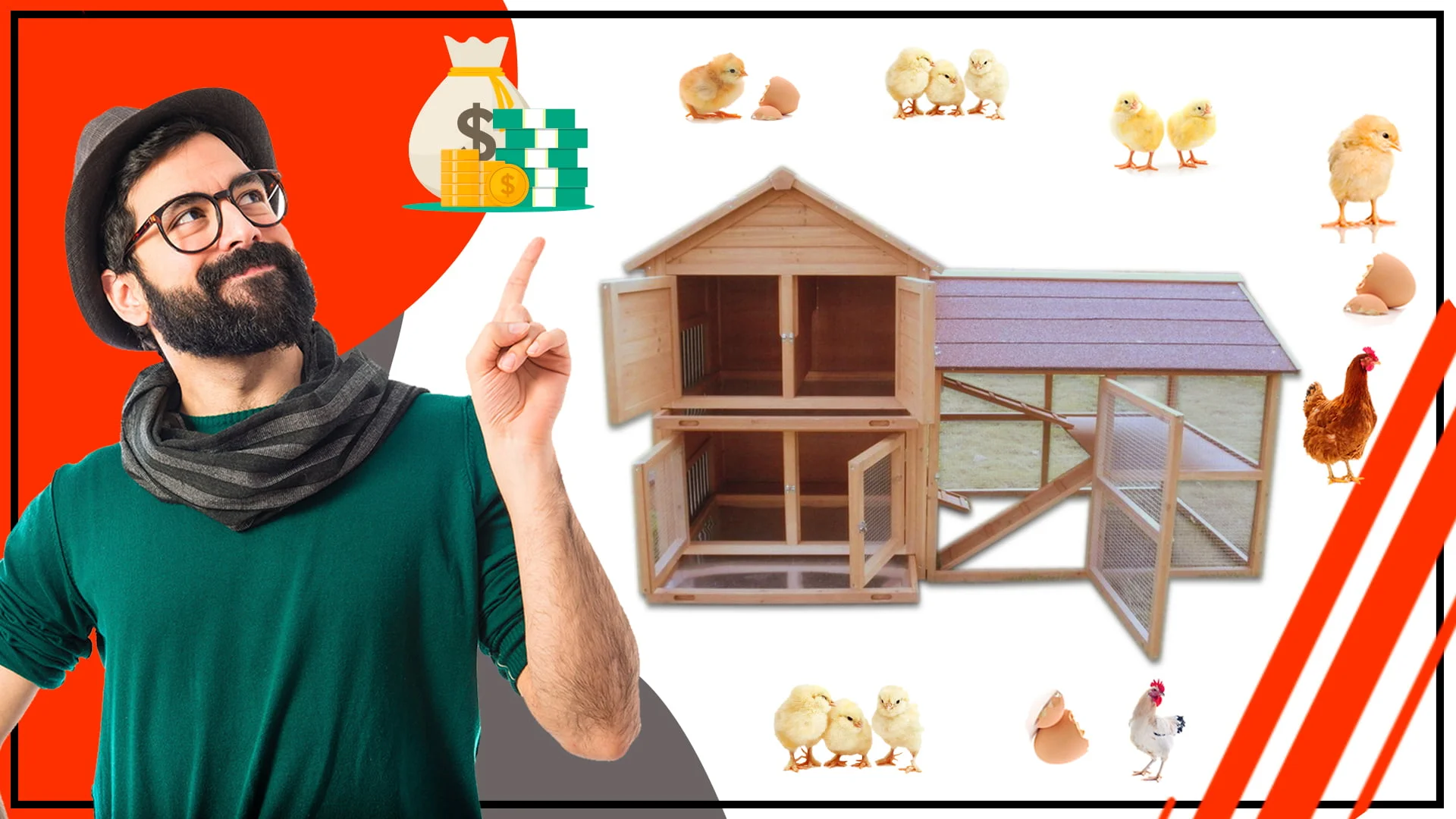 Como ahorrar dinero en la construccion de tu gallinero avicola q - Cómo-ahorrar-dinero-en-la-construcción-de-tu-gallinero-avícola-q