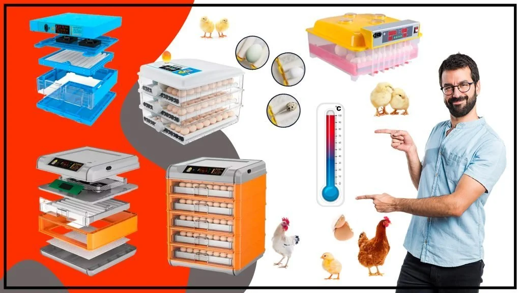 Como ajustar la temperatura y la humedad en una incubadora automatica q2we 1024x576 - ¿Cómo ajustar la temperatura y la humedad en una incubadora automática?