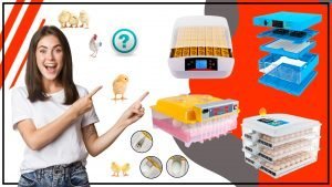 Como seleccionar la criadora avicola adecuada para tus aves 300x169 - Cómo seleccionar la criadora avícola adecuada para tus aves