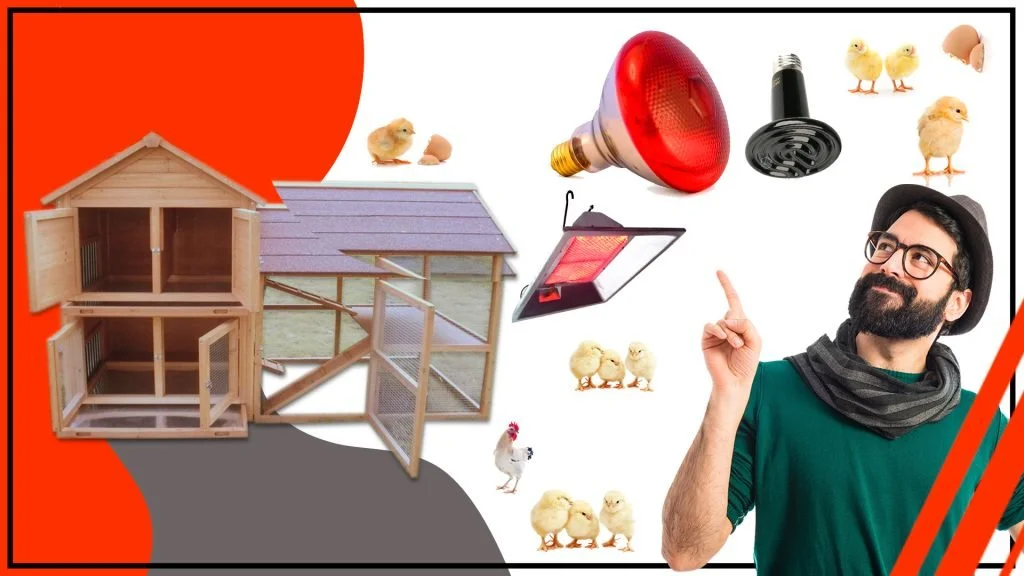 Consejos para la iluminacion adecuada en tu gallinero avicola 1024x576 - Consejos para la iluminación adecuada en tu gallinero avícola