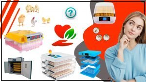 Consejos para mantener tus aves sanas y felices en una criadora avicola 300x169 - Consejos para mantener tus aves sanas y felices en una criadora avícola