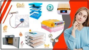 La importancia de la ventilacion en las criadoras avicolas 300x169 - La importancia de la ventilación en las criadoras avícolas