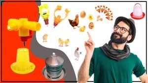 Los bebederos avicolas para pollitos ¿como ayudan en su desarrollo 300x169 - Los bebederos avícolas para pollitos, ¿cómo ayudan en su desarrollo?