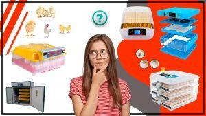 Que son las criadoras avicolas y como funcionan 1 300x169 - ¿Qué son las criadoras avícolas y cómo funcionan?