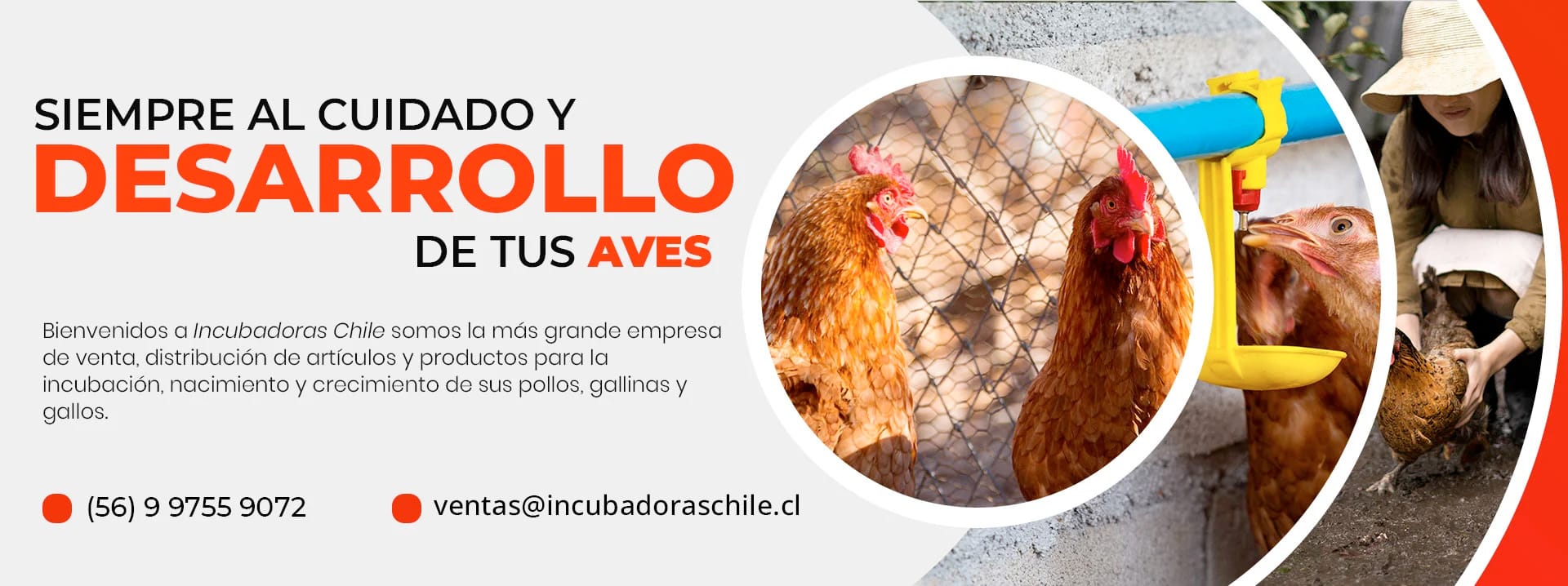 BANERS POLLOS NOVIEMBRE 2022 - Incubadoras Avicola